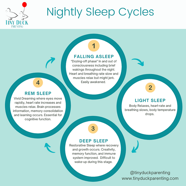 Nighty Sleep Cycles